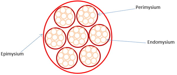 structure of the muscle fibre